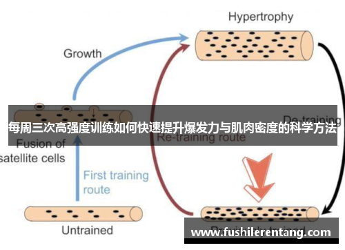 每周三次高强度训练如何快速提升爆发力与肌肉密度的科学方法
