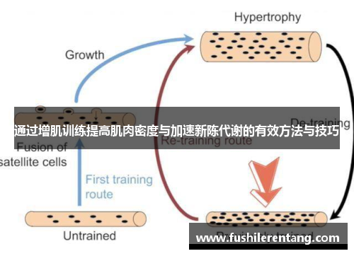 通过增肌训练提高肌肉密度与加速新陈代谢的有效方法与技巧